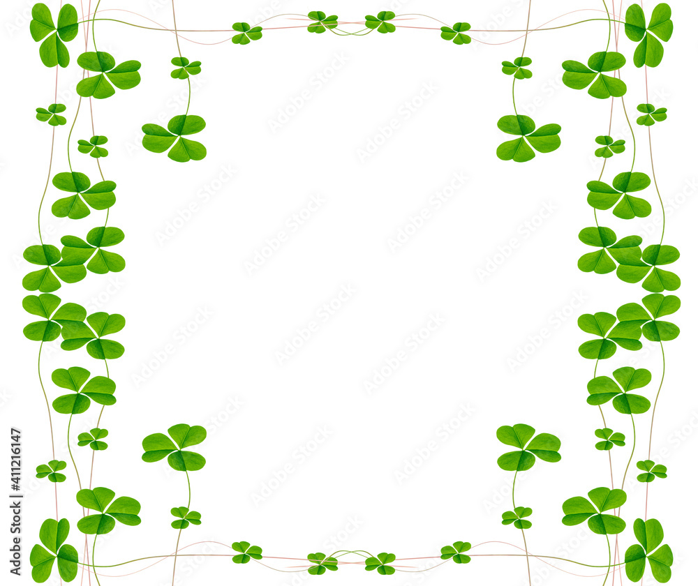 green clover leaves isolated on white background. St.Patrick 's Day