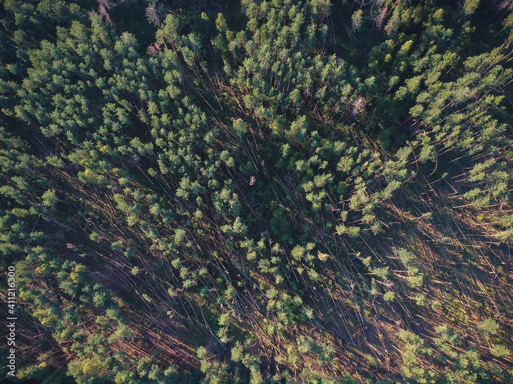 A view from a height of a fallen forest after a hurricane in Russia