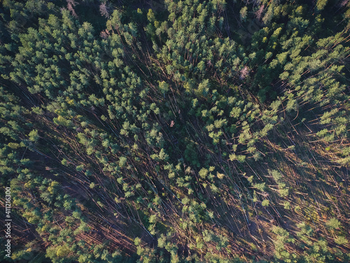 Obraz na płótnie A view from a height of a fallen forest after a hurricane in Russia w salonie