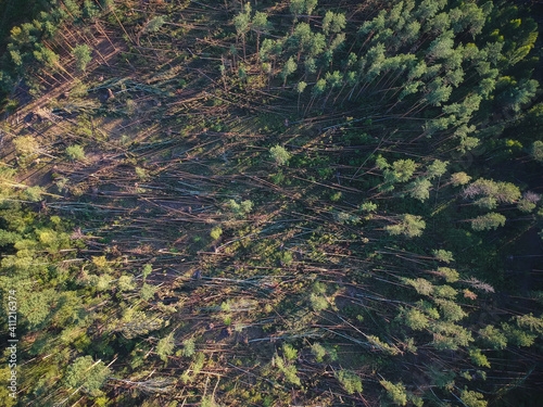 A view from a height of a fallen forest after a hurricane in Russia