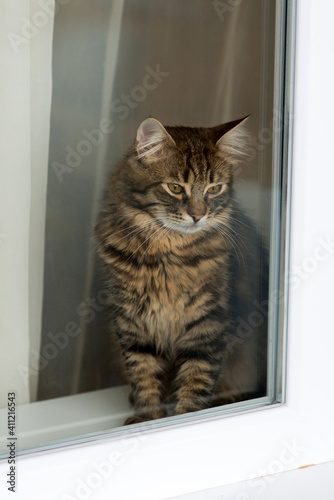 Domestic tabby cat looks through a metal-plastic window © Ivan
