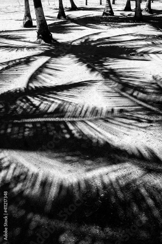 black and white palms