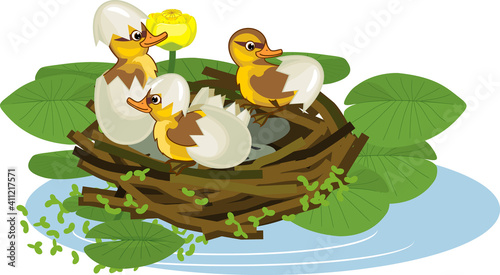 Cartoon bird nest with ducklings mallard or wild duck (Anas platyrhynchos) with piece of eggshell and yellow water-lily plants with green leaves and yellow flowers
