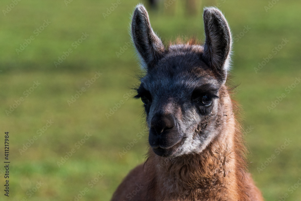 Fototapeta premium Lama schaut