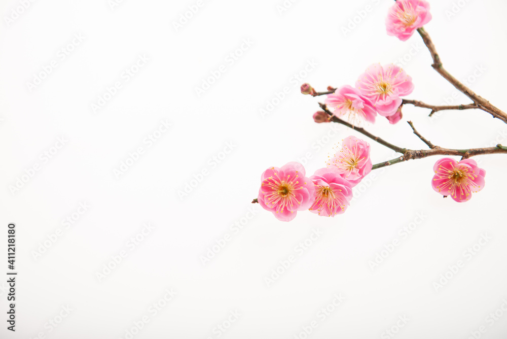 Fototapeta premium 満開の紅梅