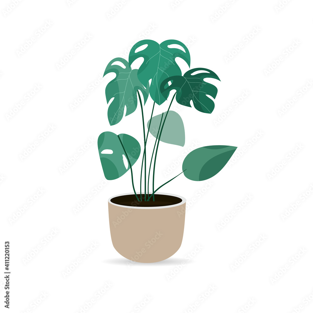 Monstera flower isolated on white background ,Tree Houseplant for Home and Office. Vector illustration EPS 10 Monstera flower isolated on white background ,Tree Houseplant for Home and Office. Vector illustration EPS 10