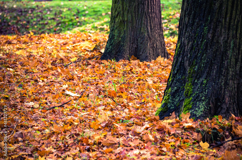 Fallen autumn leaves on ground in park among trees Fallen autumn leaves on ground in park among trees