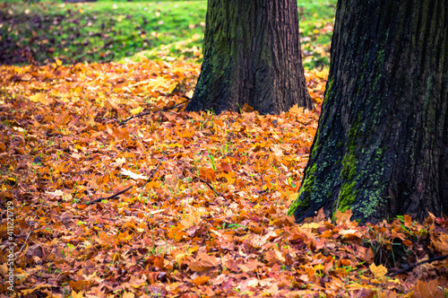 Fallen autumn leaves on ground in park among trees