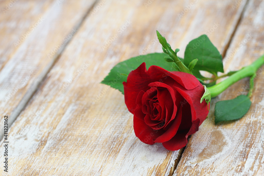 Naklejka premium Beautiful red rose on rustic wooden surface with copy space 