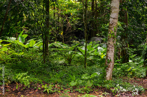 Koh Lanta Jungle  Thailand