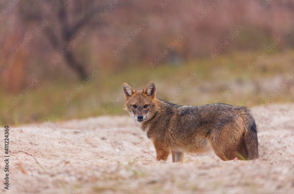Golden jackal - CHACAL DORADO (Canis aureus), Danube Delta - DELTA DEL DANUBIO, Ramsar Wetland, Unesco World Heritgage Site, Tulcea County, Romania, Europe Golden jackal - CHACAL DORADO (Canis aureus), Danube Delta - DELTA DEL DANUBIO, Ramsar Wetland, Unesco World Heritgage Site, Tulcea County, Romania, Europe