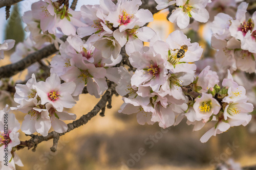 Abeja recogiendo polen entre flores de almendro rosa y blanco