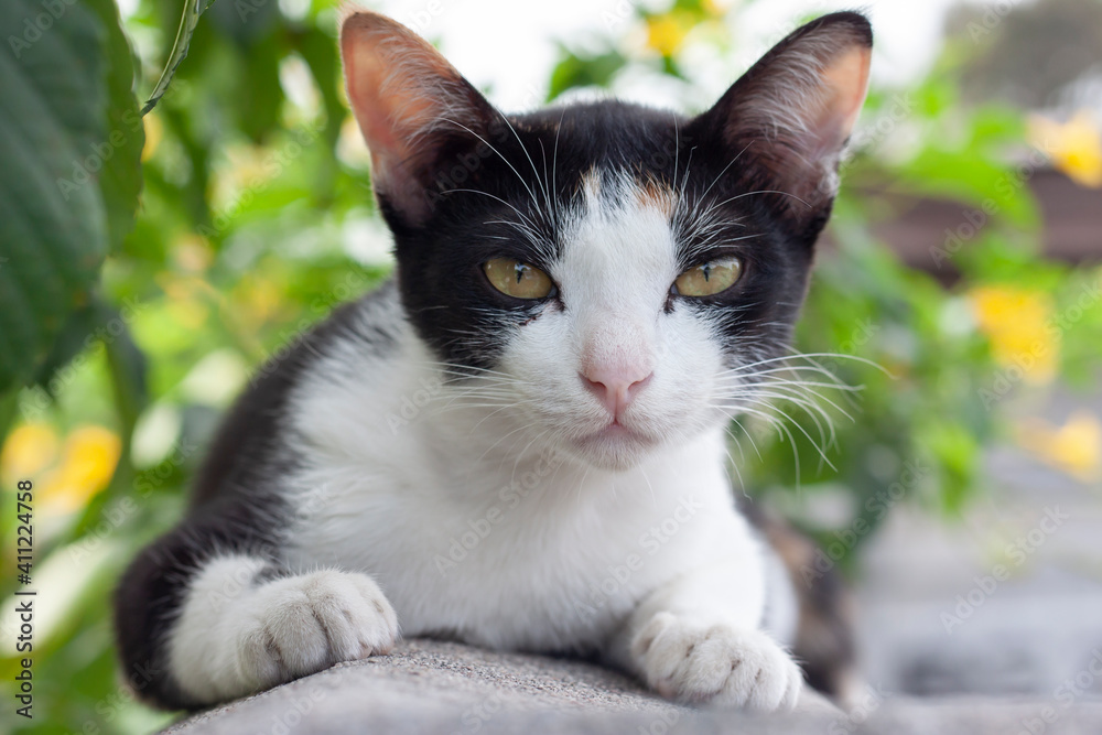 A black and white cute small kitten is sitting and looking at a camera on the cement fence.