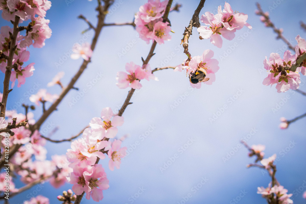 Abejorro en flor de almendro recogiendo polen Abejorro en flor de almendro recogiendo polen
