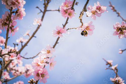 Abejorro en flor de almendro recogiendo polen