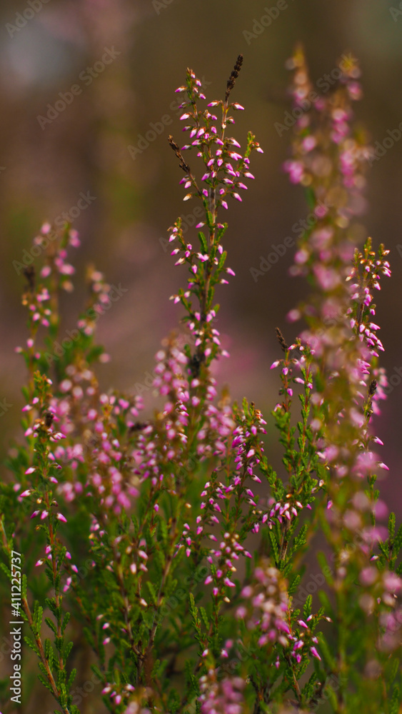 Fleurs de bruyère sauvages aux pétales roses, poussant aux abords d'une petite forêt de pins landais.  Elles attirent de nombreux insectes butineurs 