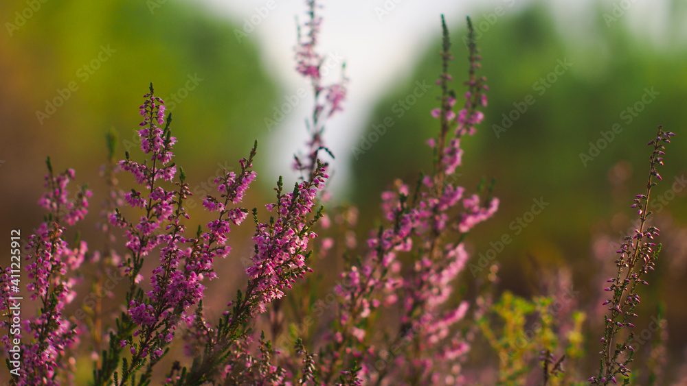 Obraz premium Fleurs de bruyère sauvages aux pétales roses, poussant aux abords d'une petite forêt de pins landais. Elles attirent de nombreux insectes butineurs 