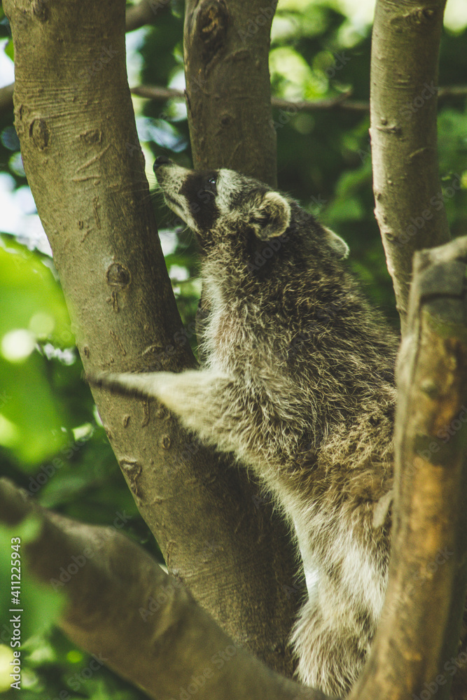 Obraz premium Raccoon in nature. Animal theme. Wildlife park in Warstein, Germany