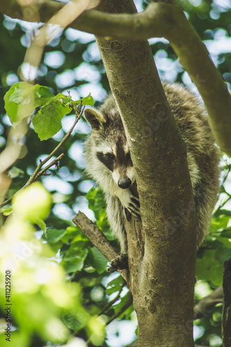 Fototapeta Naklejka Na Ścianę i Meble -  Raccoon in nature. Animal theme. Wildlife park in Warstein, Germany