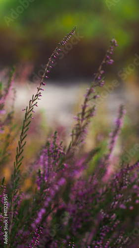 Fleurs de bruyère sauvages aux pétales roses, poussant aux abords d'une petite forêt de pins landais. Elles attirent de nombreux insectes butineurs 