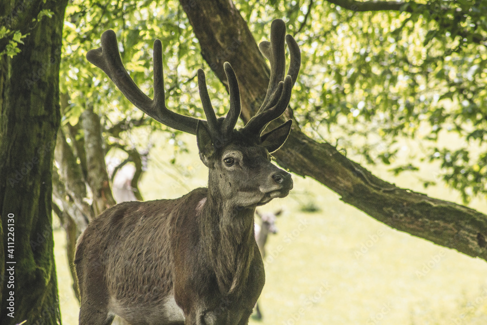 Single red deer on a green clearing. Animal theme. Wildlife park in Warstein, Germany