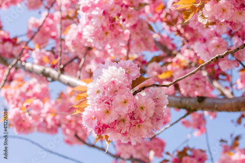 Springtime cherry blossoms photo