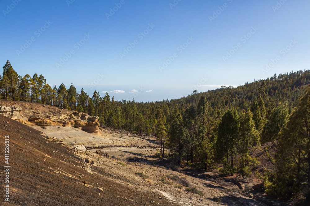 A pine forest in a volcanic landscape of  Tenerife