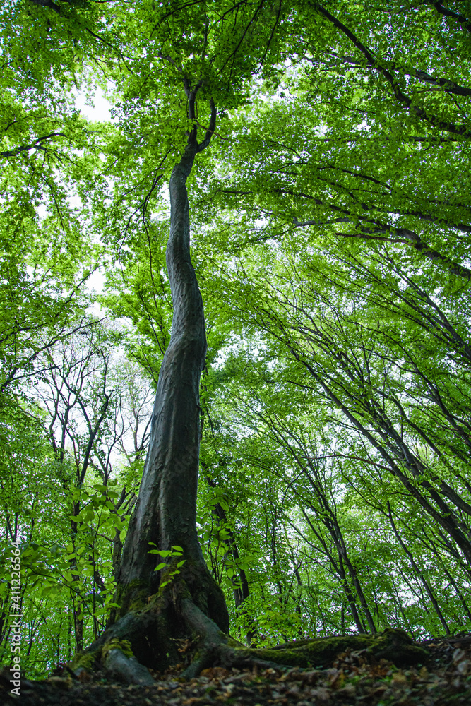Fototapeta premium A perspective of a tree in a green forest