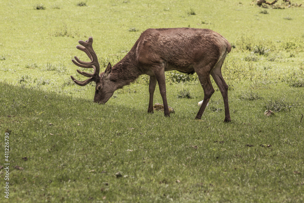 Single red deer on a green clearing. Animal theme. Wildlife park in Warstein, Germany Single red deer on a green clearing. Animal theme. Wildlife park in Warstein, Germany