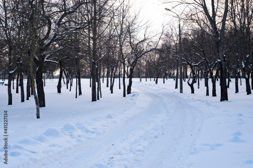 trees in snow trees in snow