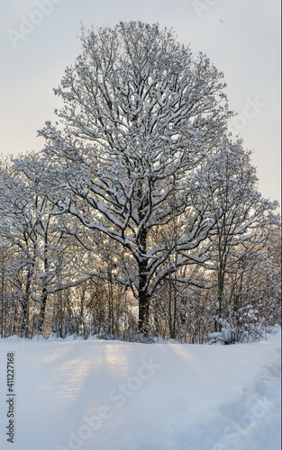 View to trees in winter.