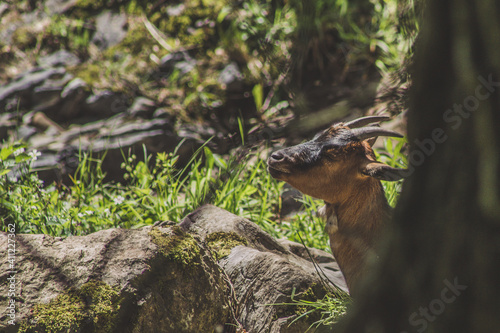 Goats sitting in the sun. Animal theme. Wildlife park in Warstein, Germany photo