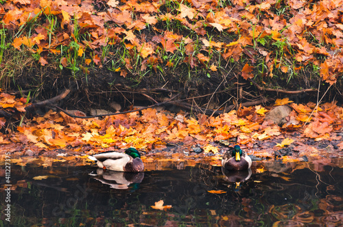 Couple of city ducks resting in pond in autumnal background