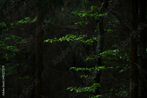 Tree close-up from faget forest, Cluj, Romania. Dark and mysterious forest. photo