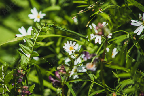 Wild flowers on a green field. Spring landscape blooming in Germany. Spring flowers background.
