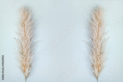Frame with pampas grass on blue background. Cortaderia selloana. Copy space.