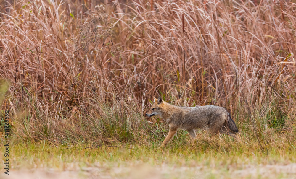 Golden jackal - CHACAL DORADO (Canis aureus), Danube Delta - DELTA DEL DANUBIO, Ramsar Wetland, Unesco World Heritgage Site, Tulcea County, Romania, Europe Golden jackal - CHACAL DORADO (Canis aureus), Danube Delta - DELTA DEL DANUBIO, Ramsar Wetland, Unesco World Heritgage Site, Tulcea County, Romania, Europe