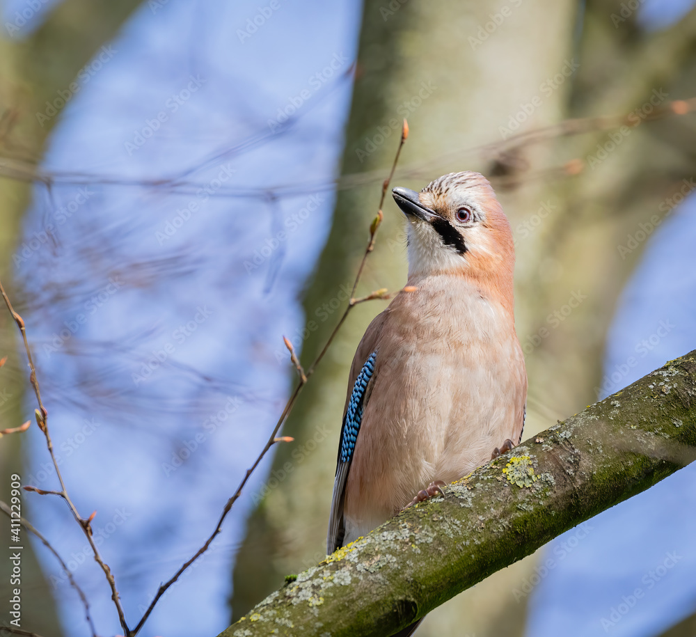 Eurasian Jay (Garrulus glandarius) on a tree Eurasian Jay (Garrulus glandarius) on a tree