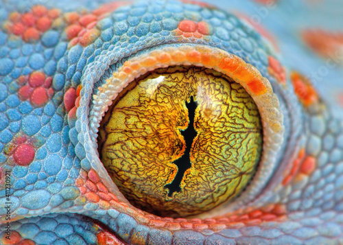 Colorful Toke's gecko amazing eye macro photo