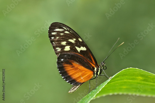 tropischer Schmetterling Heliconius ismenius auf einem grünen Blatt © ReNi