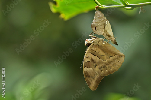 brauner tropischer Edelfalter hängt nach dem Schlüpfen an der Puppe