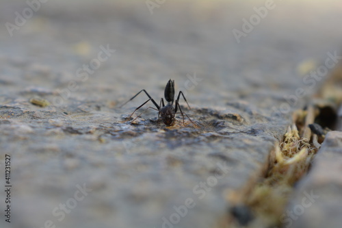 giant ant in it's own world looking for food thanks God we are the true giants 