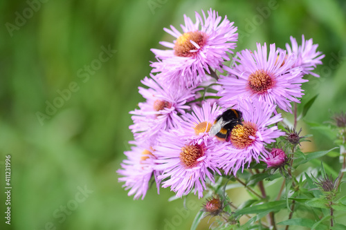 Michaelmas Daisy, Aster amellus flower, the pink daisies flowers with big bee eating carpel of flower in Queen park, Bolton, England, select focus.