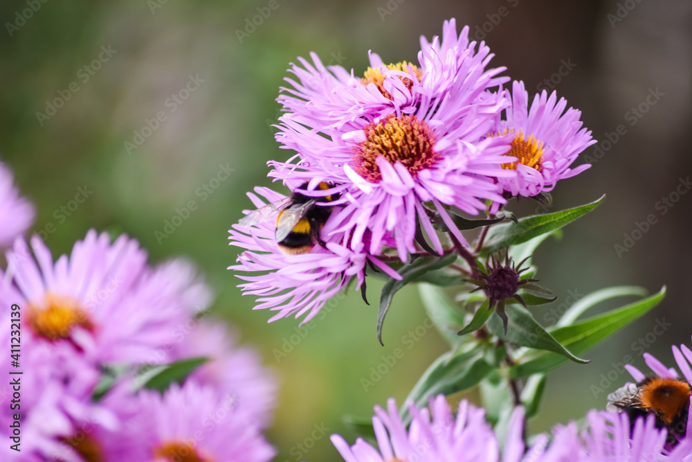 Michaelmas Daisy, Aster amellus flower, the pink daisies flowers with big bee eating carpel of flower in Queen park, Bolton, England, select focus.