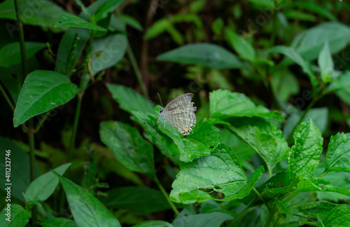 a butterfly with white stripes Jamides bochus perched on the green leaves photo