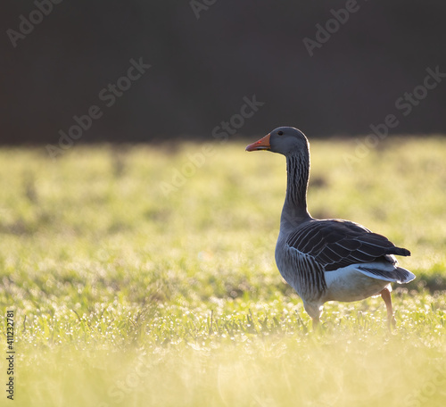 Greylag goose (Anser anser) in the sunrise