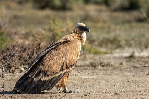 Alone Griffon vulture