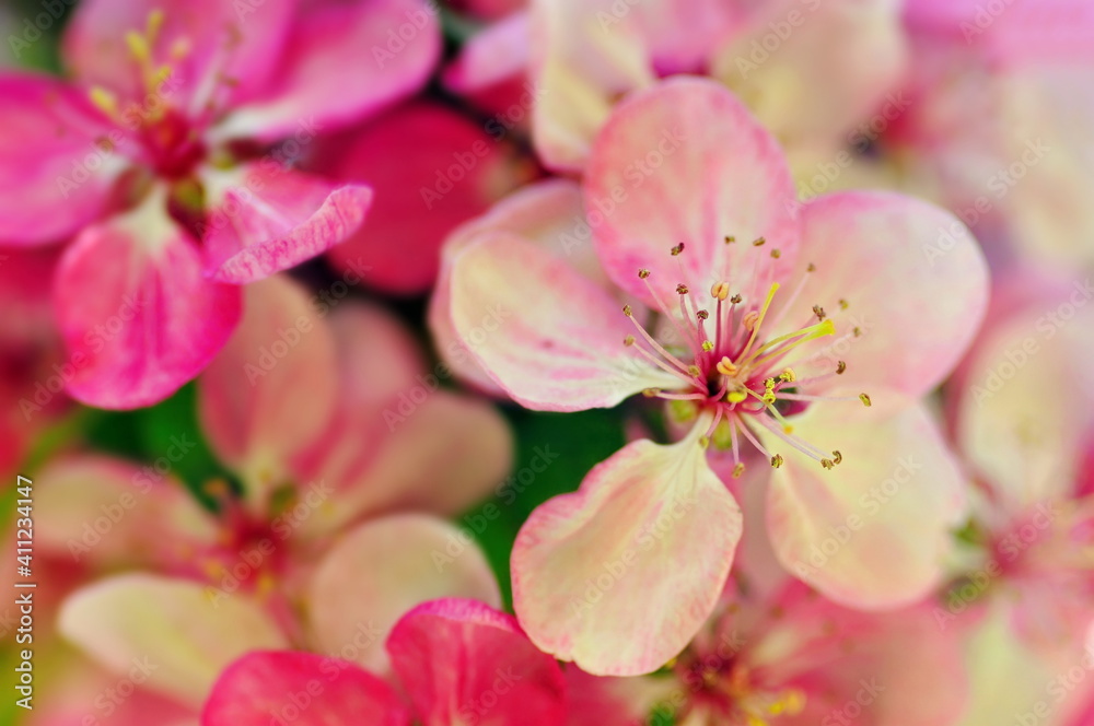 Pink cherry blossom in spring Pink cherry blossom in spring