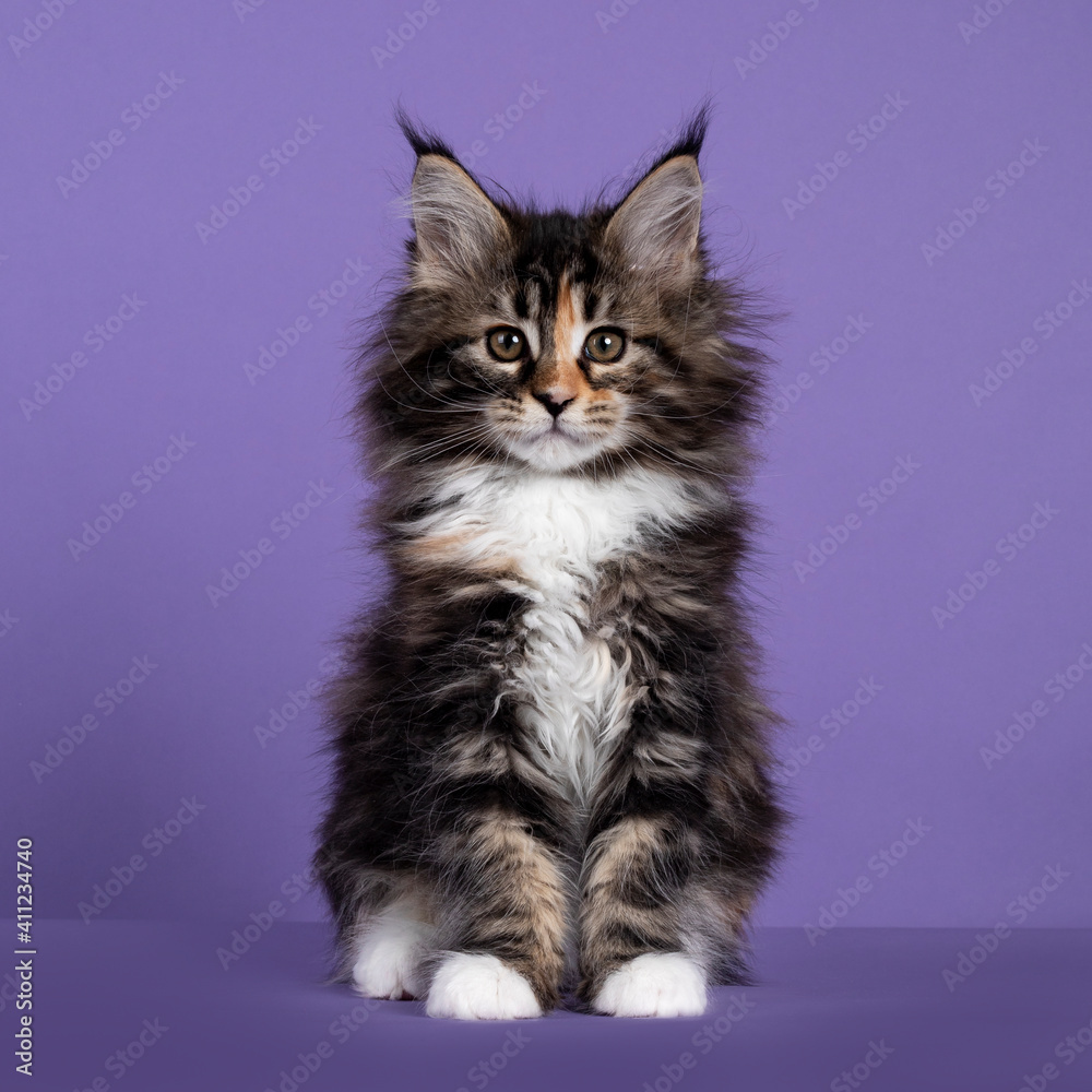 Adorable fluffy tortie Maine Coon cat kitten, sitting up facing front. Looking straigth to camera. Isolated on purple background.
