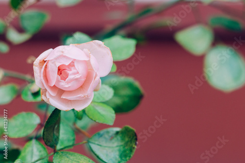 soft pink garden rose with green leaves on a burgundy background  selective focus